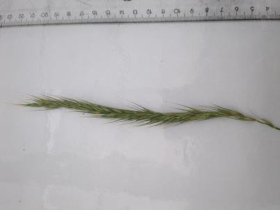 Click for 2 image(s) for this accession. SPIKE